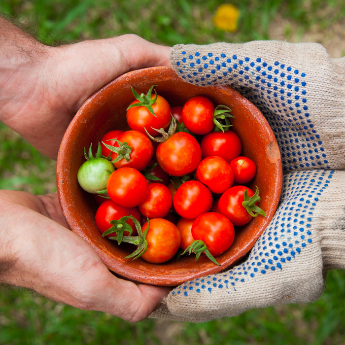 fresh-food-tomatoes-gardening-vegetables-sharing-giving